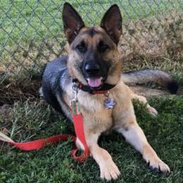 German Shepherds from Mutts With Manners