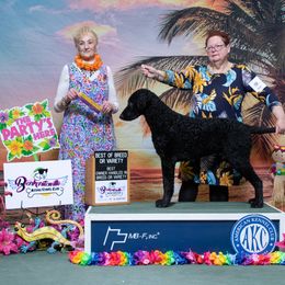 Curly-Coated Retriever All Grown Up from Jollycurl Curly-Coated Retrievers