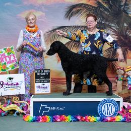 Curly-Coated Retriever All Grown Up from Jollycurl Curly-Coated Retrievers