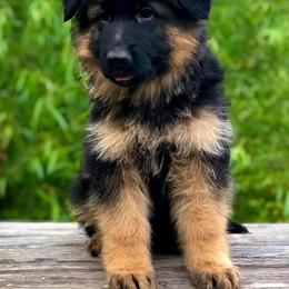 German Shepherd Puppies from Tabor Springs GSD