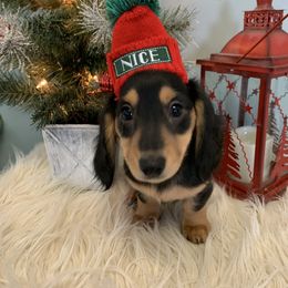 Dachshund Puppies from Sugar Creek Mini Doxies