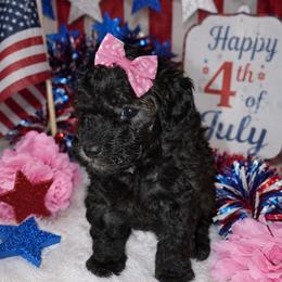 Little Miss Independence - Black female Shihpoo puppy in Hertford, North Carolina from Heaven Sent Shihpoo's