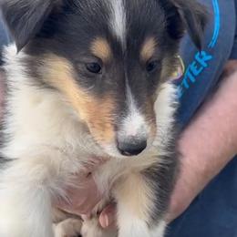 Boy 5  RJ - Black white and tan male Collie puppy in Newcastle, Wyoming from Wykota 7K Scottish Collies
