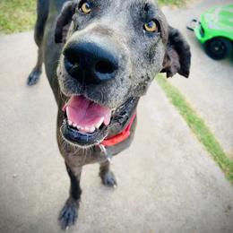 Bertha - Great Dane