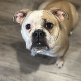 Rosie - Olde English Bulldogge