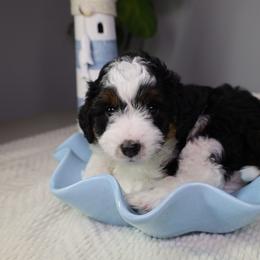 Tux - Black tri-color male Aussiedoodle puppy in Fort Myers, Florida from Little Golden Farm