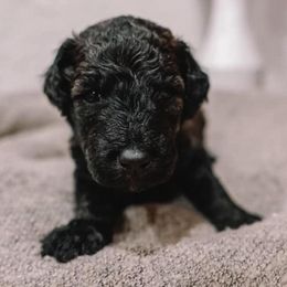 Goldendoodle Puppies from Rose and Reid Doodles