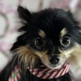 Pomeranians and Pomskies from Capital Pomsky