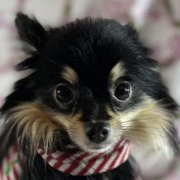 Pomeranians and Pomskies from Capital Pomsky