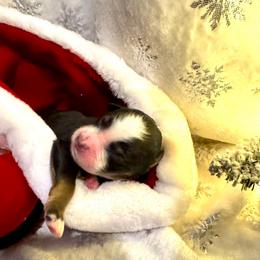 Elvis - Tri-color male Bernedoodle puppy in Gilbert, Arizona from The Berne Barn... it’s a Doodle thing!