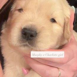 Golden Girl - Golden female Golden Retriever puppy in Rocklin, California from Ray of Sunshine Retrievers