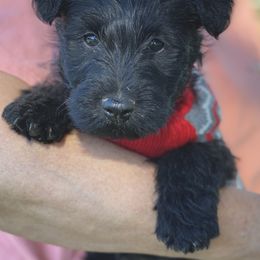 Scottish Terrier Puppies from Starlight Scotties