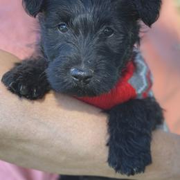 Scottish Terrier Puppies from Starlight Scotties