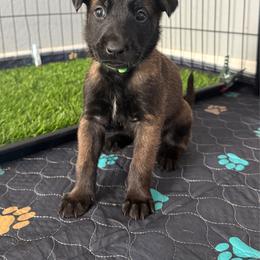 Kenobi (Green) - Black sable male Belgian Malinois puppy in Buckeue, Arizona from Légende Vivante Du Chief Kennel