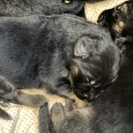 Puppy 3 - Black and red female German Shepherd puppy in Humboldt, Iowa from Valiant Shepherds