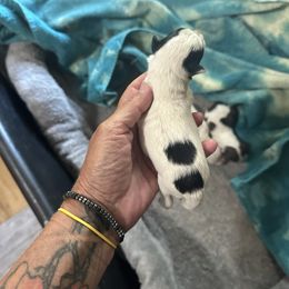 Girl 1 - Parti female Miniature Schnauzer puppy in Springville, Tennessee from Patriot Paws