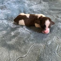 Flynn. (Walnut) - Cream male Dachshund puppy in Wolf Lake, Indiana from Canisteo Dachshunds