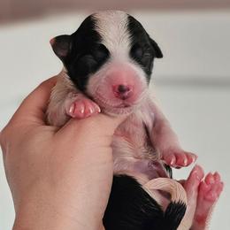 Girl 2 - Black and white female Border Collie puppy in Brooklyn Center, Minnesota from Inspire Performance Dogs