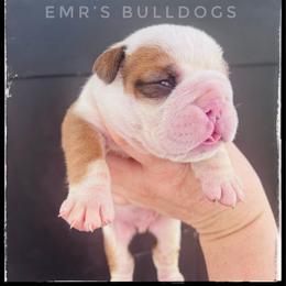 Humphrey - Red and white male Bulldog puppy in Ranson, West Virginia from EMR’s Bulldogs