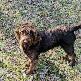 Goldendoodle, Labradoodle, Poodle, and Saint Berdoodle Puppies from Dent’s Doodles