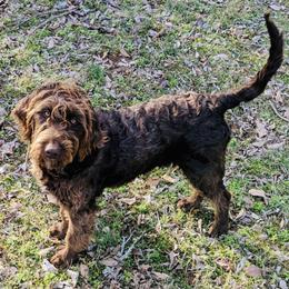 Goldendoodle, Labradoodle, Poodle, and Saint Berdoodle Puppies from Dent’s Doodles