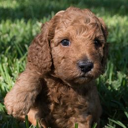 Poodles from Shades of Red Moyen Poodles