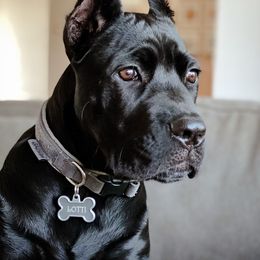 Cane Corso Puppies from True Love Cane Corso