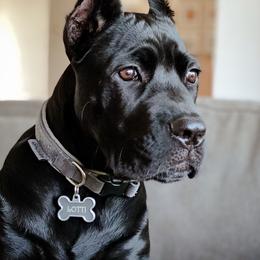 Cane Corso Puppies from True Love Cane Corso