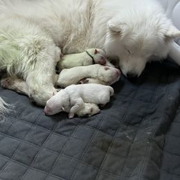 Samoyed Puppies from The Floof Brigade