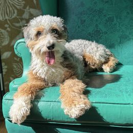 Ursa - Aussiedoodle