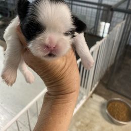 Molly - Black and white female Shih Tzu puppy in Reddell, Louisiana from TINYSHIHTZUFURU
