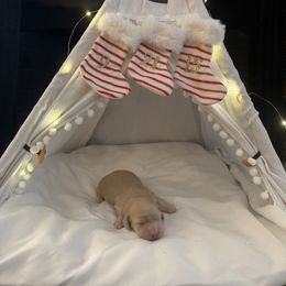 Lucy - Cream female Dachshund puppy in Alpine, California from Christie's Doxies