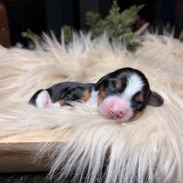 Arlo - Piebald male Dachshund puppy in Washburn, Tennessee from Clinch Mountain Dachshunds