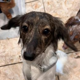 Sylvie - Dachshund