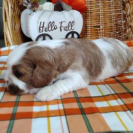 Alma - Blenheim female Cavalier King Charles Spaniel puppy in Sabetha, Kansas from Apple Blossom Cavaliers