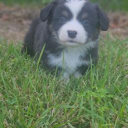 Rhett - Black and tan male Pembroke Welsh Corgi puppy in Orrtanna, Pennsylvania from Mountain Top Shepherd's