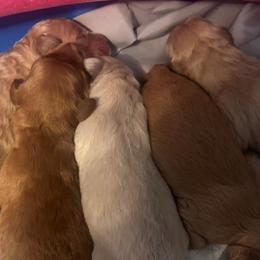 Goldendoodles from Petal Perfect Puppies