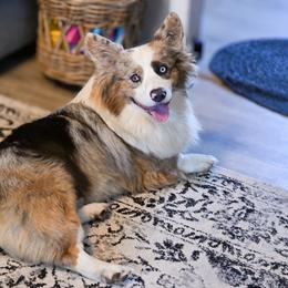 Betelgeuse - American Corgi