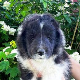Shetland Sheepdog Puppies from Shirehill Shelties