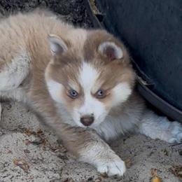Hero - Merle male Pomsky puppy in Spring Hill, Florida from PDQ Pomskies