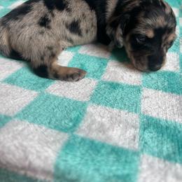 Blue collar - Dapple female Dachshund puppy in Eustis, Florida from K8’s Dachshunds