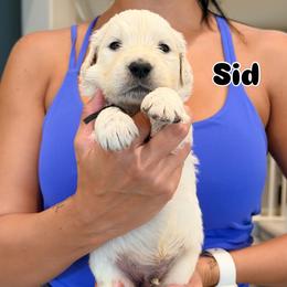 Golden Retriever Puppies from Robinson Retrievers