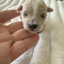 Purple collar ( rasp litter) - Apricot female Maltipoo puppy in Fredericktown, Missouri from Doodle Pups Fur-Ever