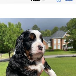 Bernedoodle Puppies from Palmetto Bernedoodles Boutique