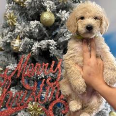 Labradoodle Puppies from MANUELA MORA
