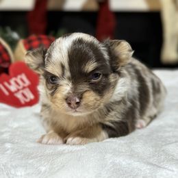 Chihuahua Puppies from Sunset Eves Chihuahuas