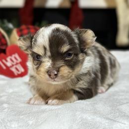 Chihuahua Puppies from Sunset Eves Chihuahuas