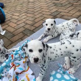 Dalmatian Puppies from Prestige Dalmatians