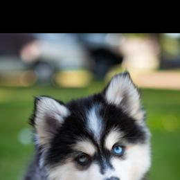 Pomsky Puppies from Arctic Star Pomskies