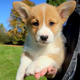 PR Male 3 - Red male Pembroke Welsh Corgi puppy in Duluth, Minnesota from Up North Corgis